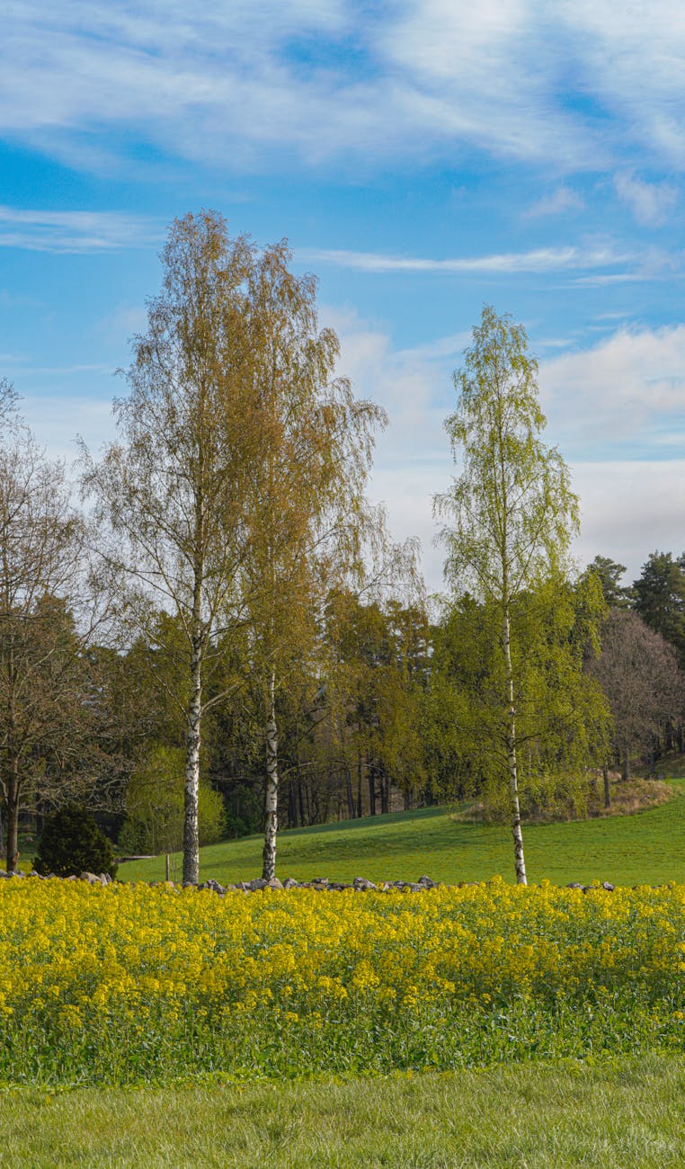 A vibrant spring landscape featuring birch trees and a field of yellow blossoms under a blue sky.