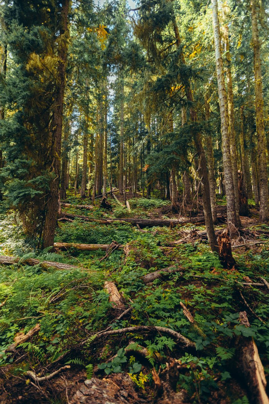 Explore a vibrant green forest with towering trees and lush undergrowth.