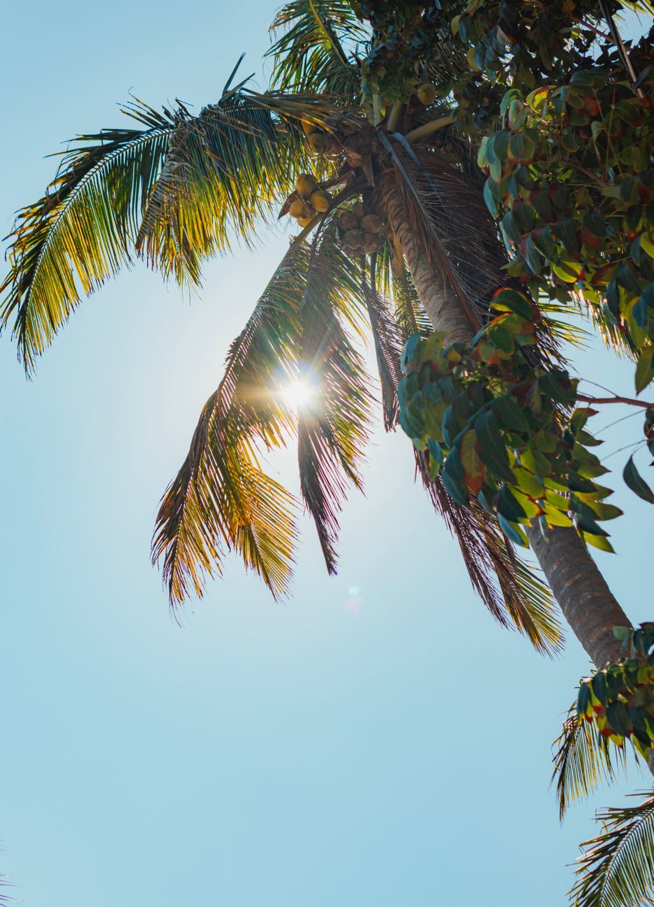 Sunlight filters through palm leaves against a clear tropical sky, evoking a serene summer vibe.