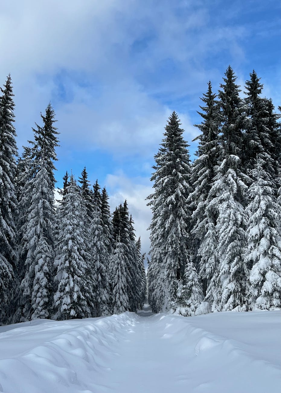 A peaceful trail through a snow-covered conifer forest under a clear blue sky in winter.