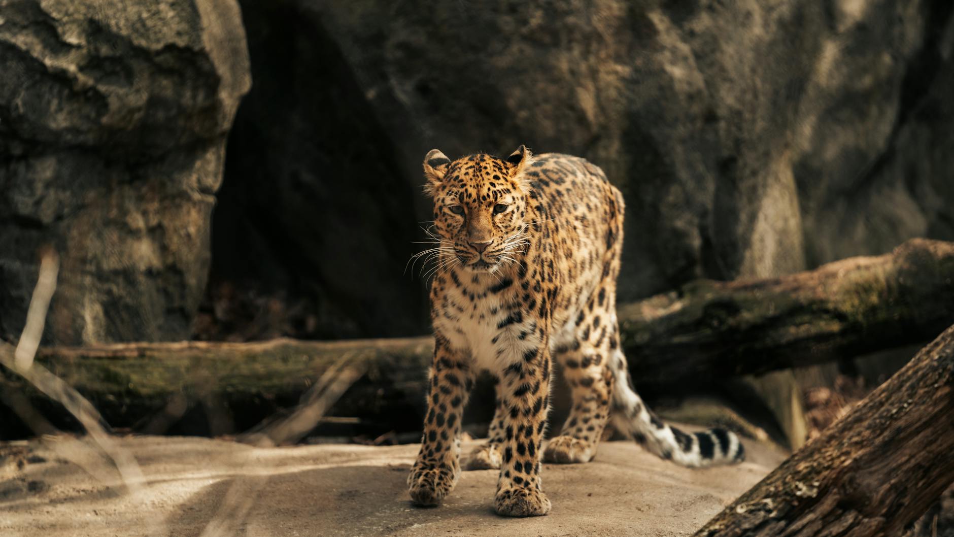 A wild leopard stands gracefully in its natural rocky habitat.