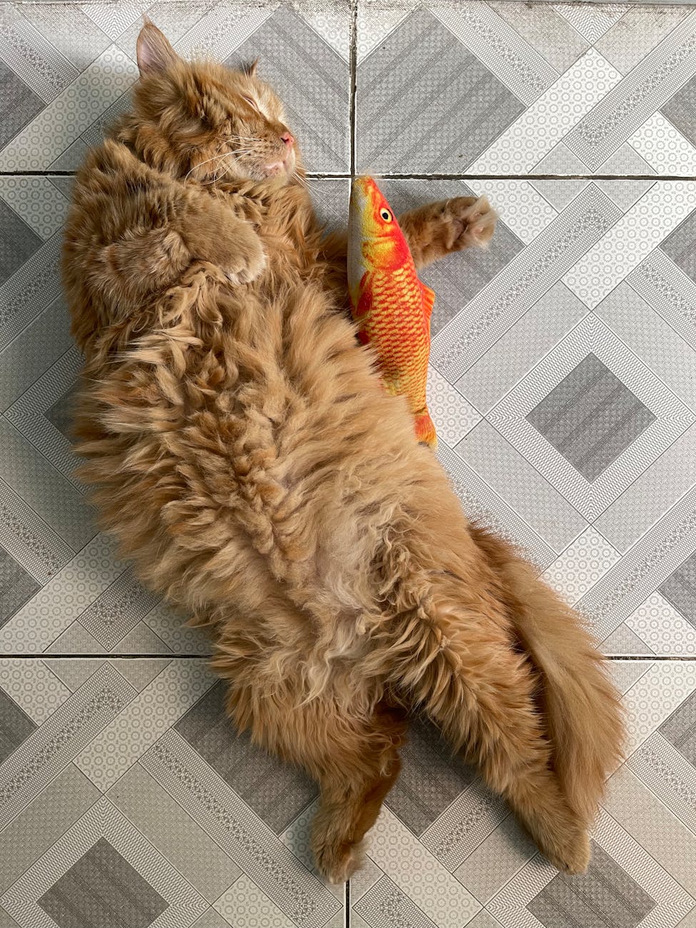 A fluffy ginger cat comfortably lying on a tiled floor with a toy fish.