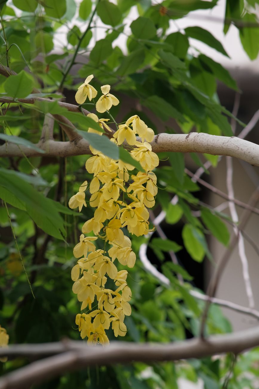Vibrant yellow blossoms of the golden shower tree, a symbol of spring beauty.