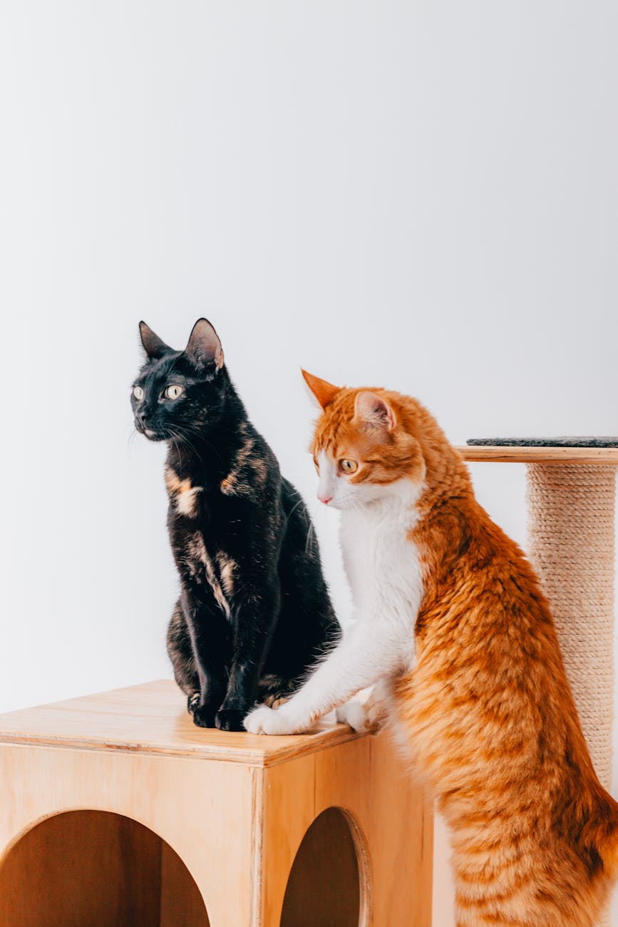A black and a ginger cat on wooden perch in a sunlit room, sitting calmly.