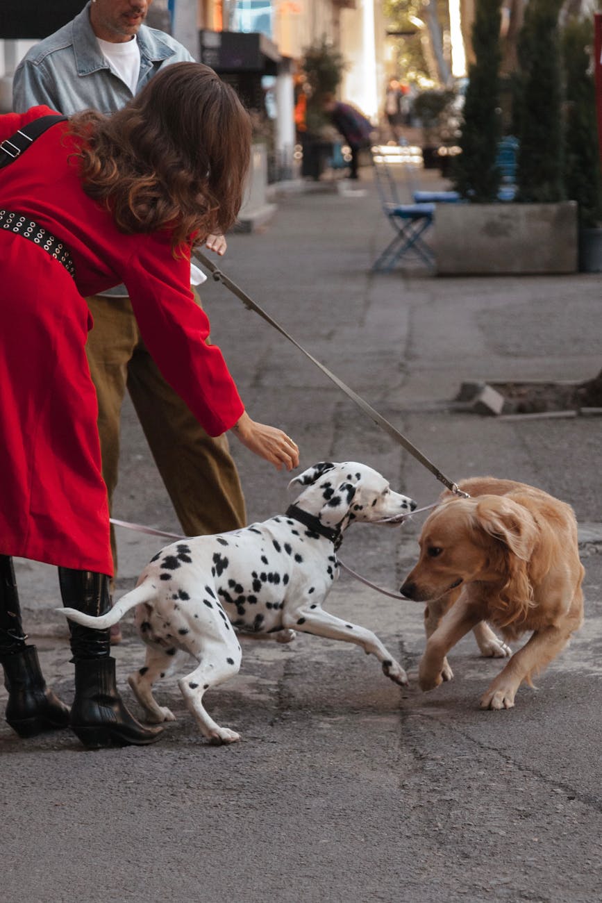 Two dogs, Dalmatian and Golden Retriever, playfully interacting on a city street.