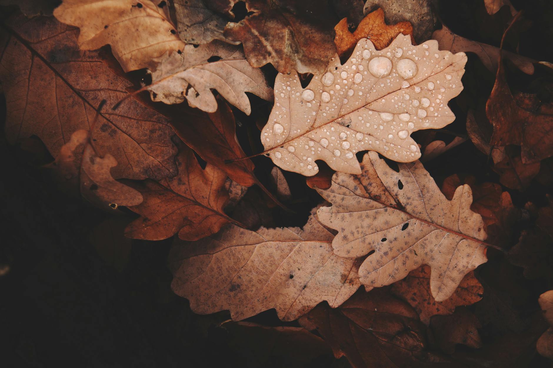 Close-up of autumn oak leaves covered in raindrops, showcasing seasonal beauty.
