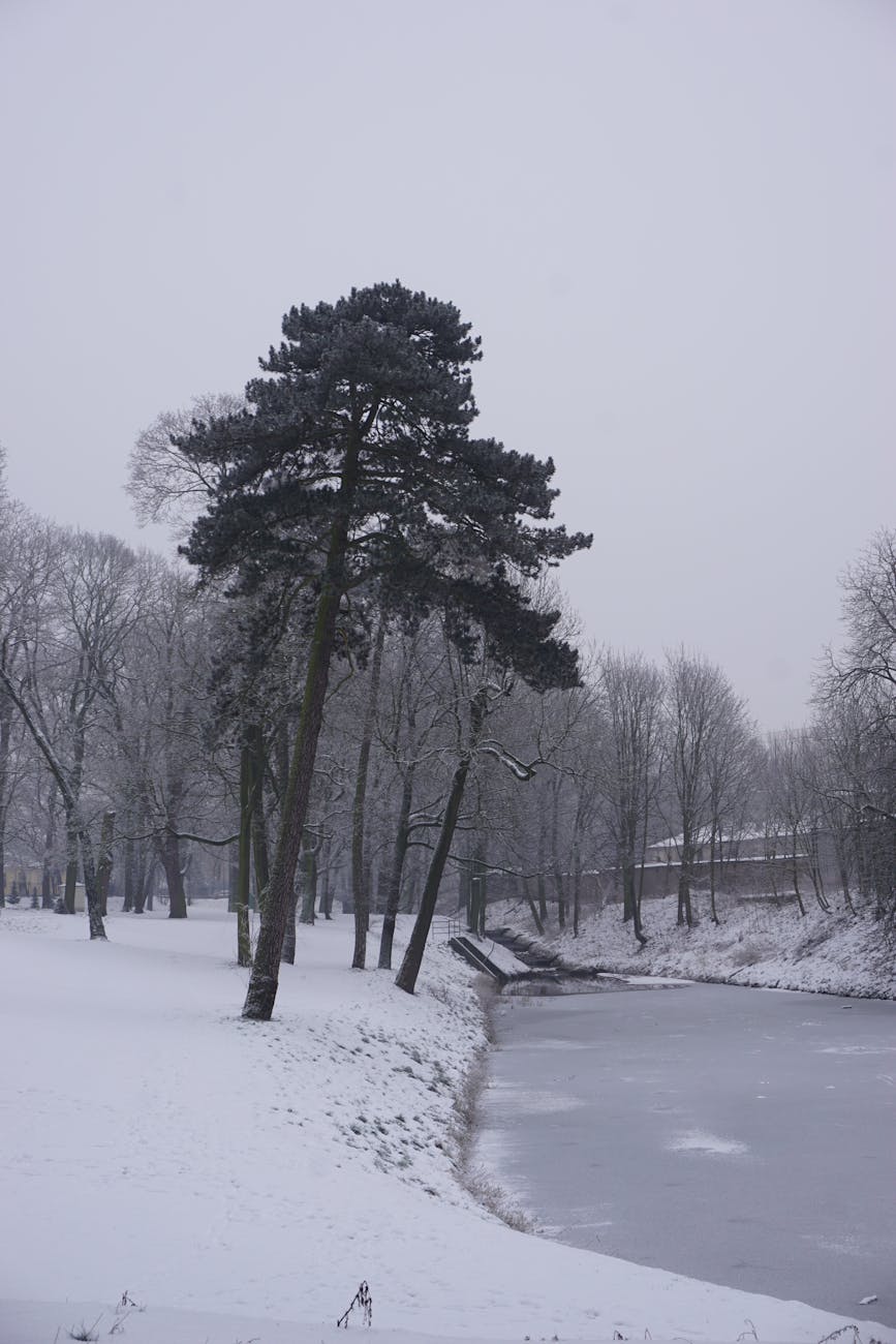 A serene winter scene featuring snow-covered trees and a frozen river in a quiet park.