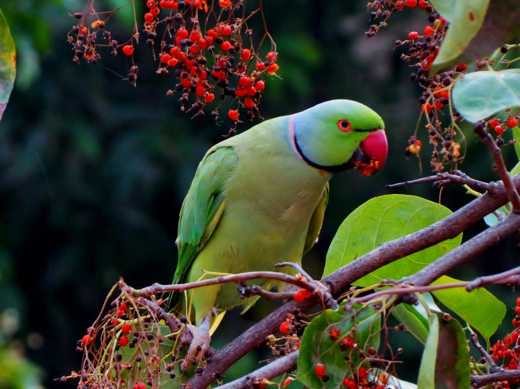 A striking green parakeet feasts on red berries, perched on a tree branch in a lush environment.