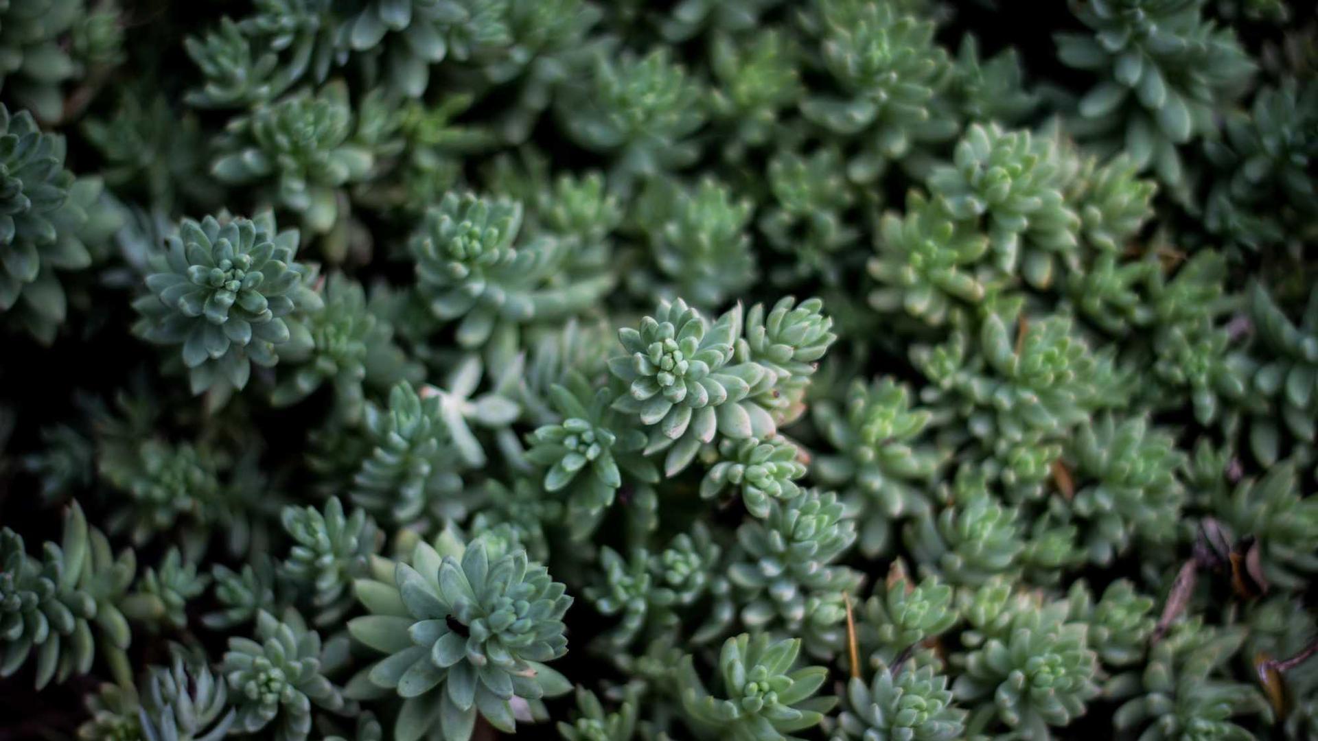 Random image from Lorem Picsum