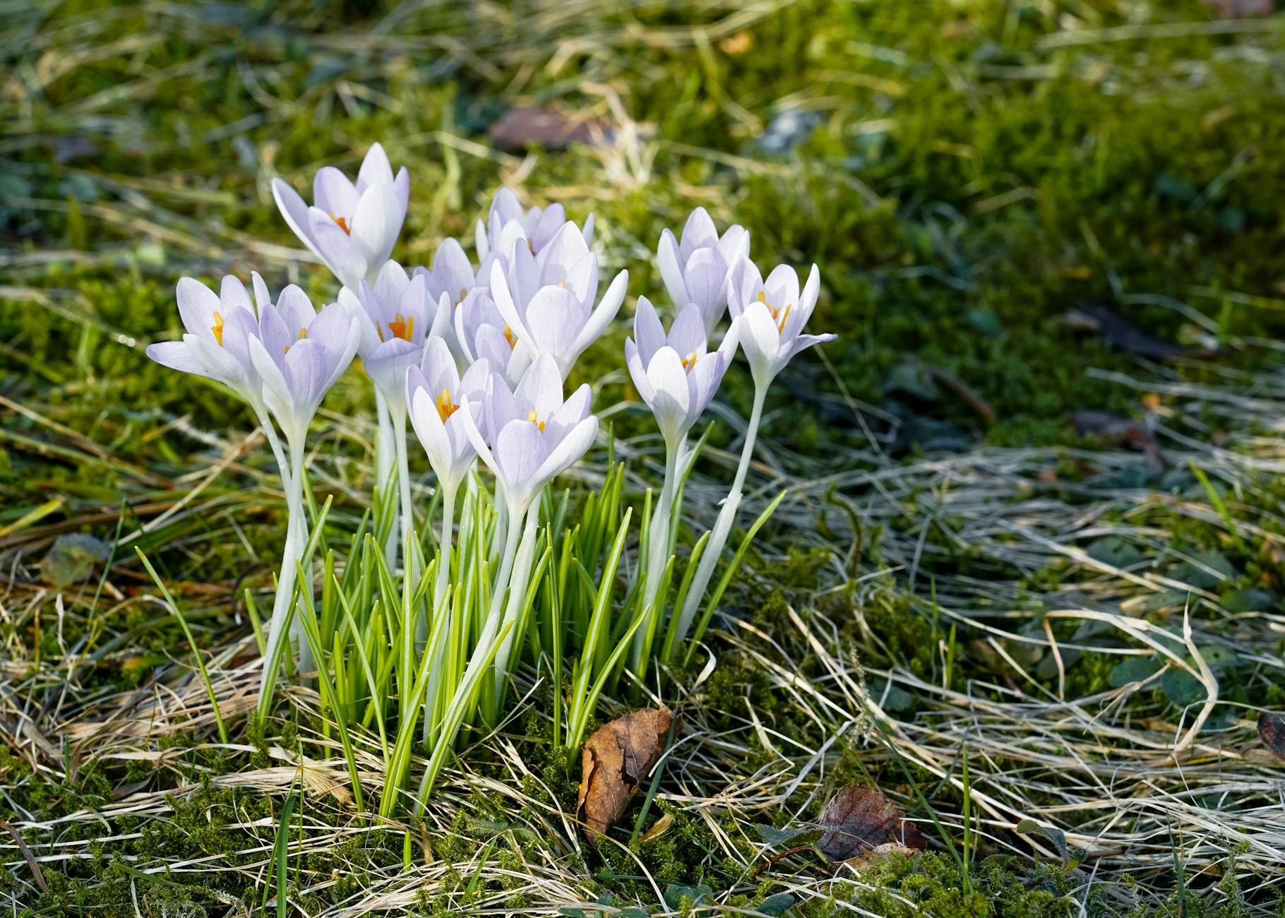 Delicate purple crocuses in full bloom on a sunny spring day in Geesthacht, Germany.