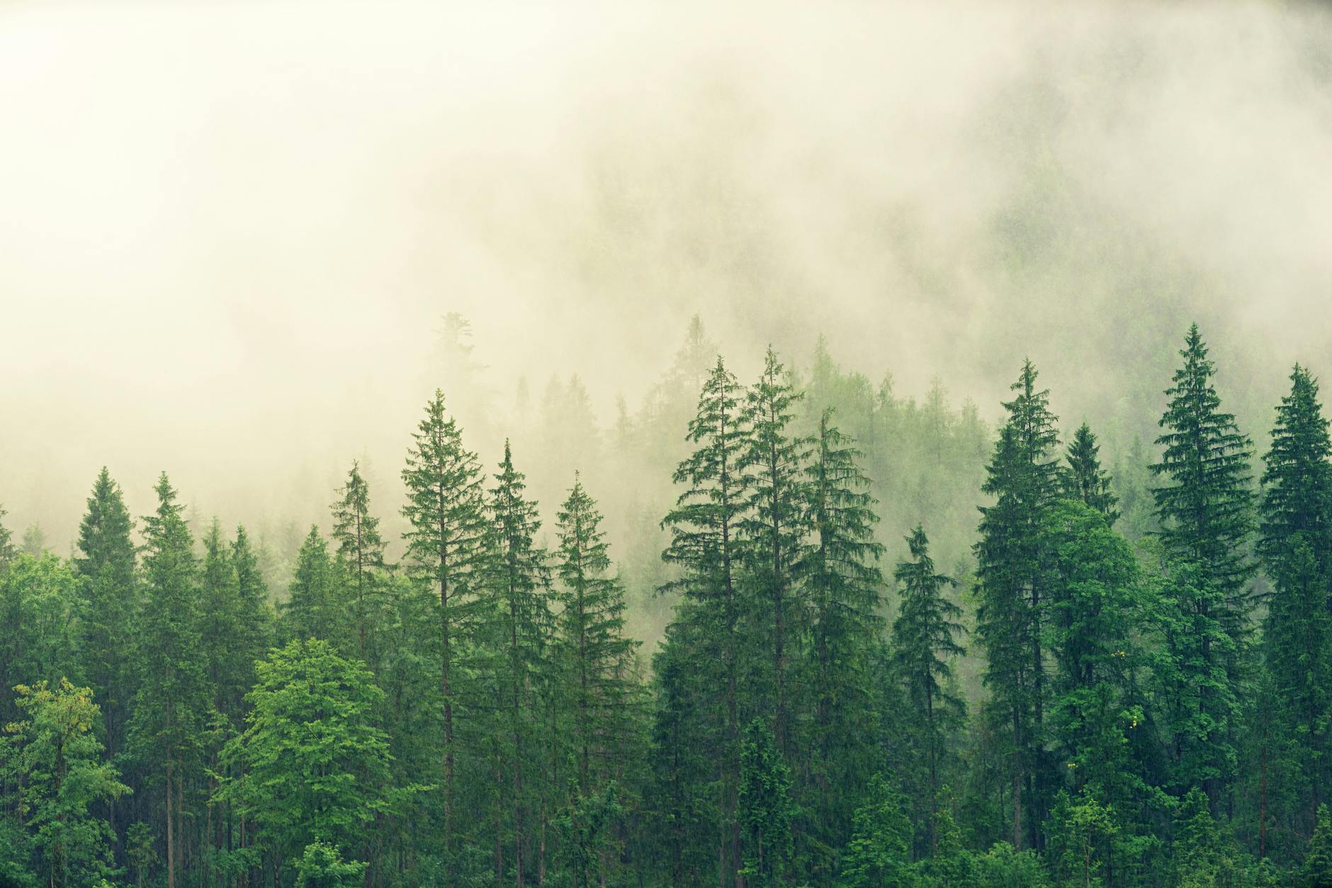 A tranquil misty forest landscape with dense green trees and foggy atmosphere.