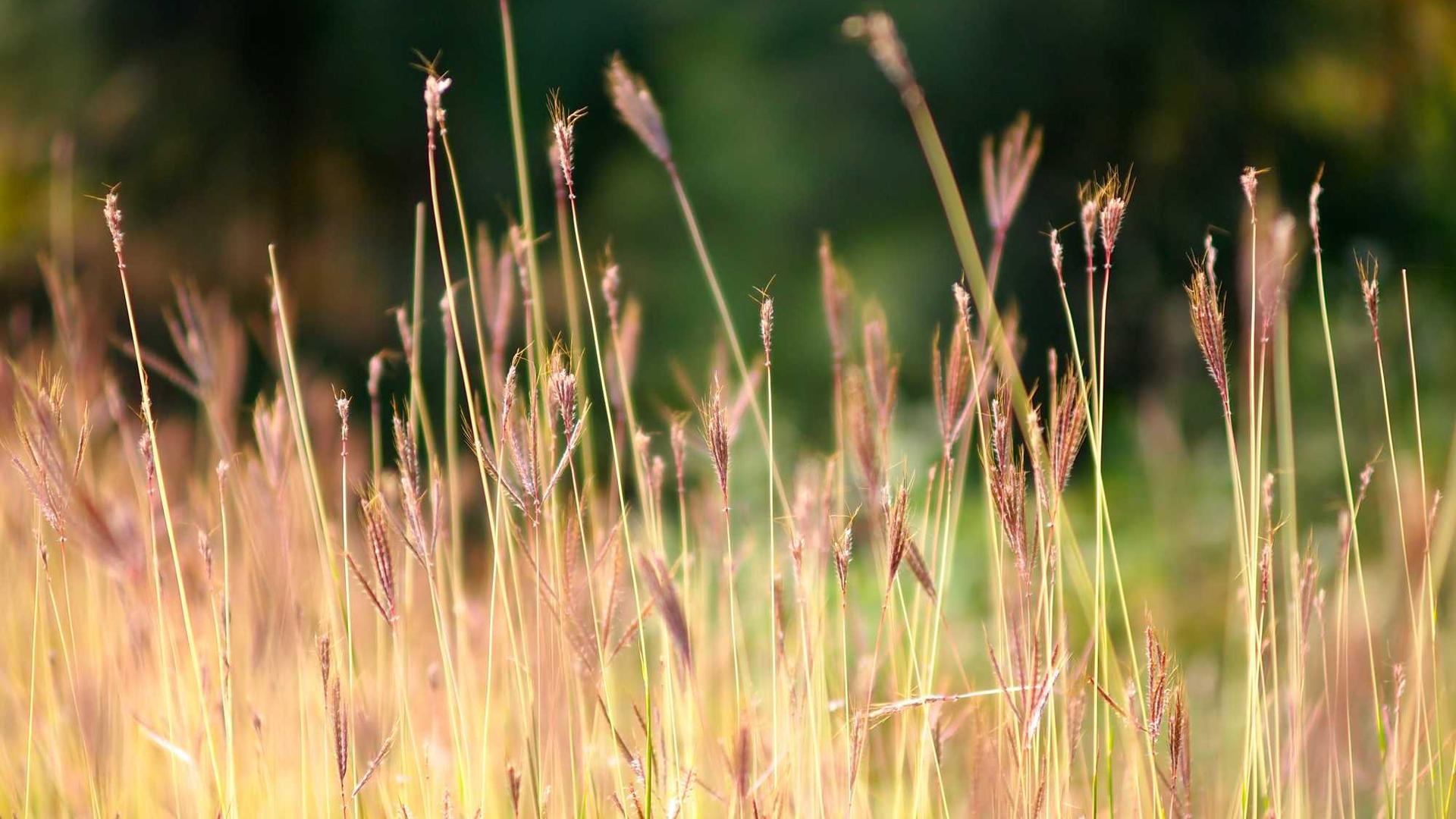 Random image from Lorem Picsum