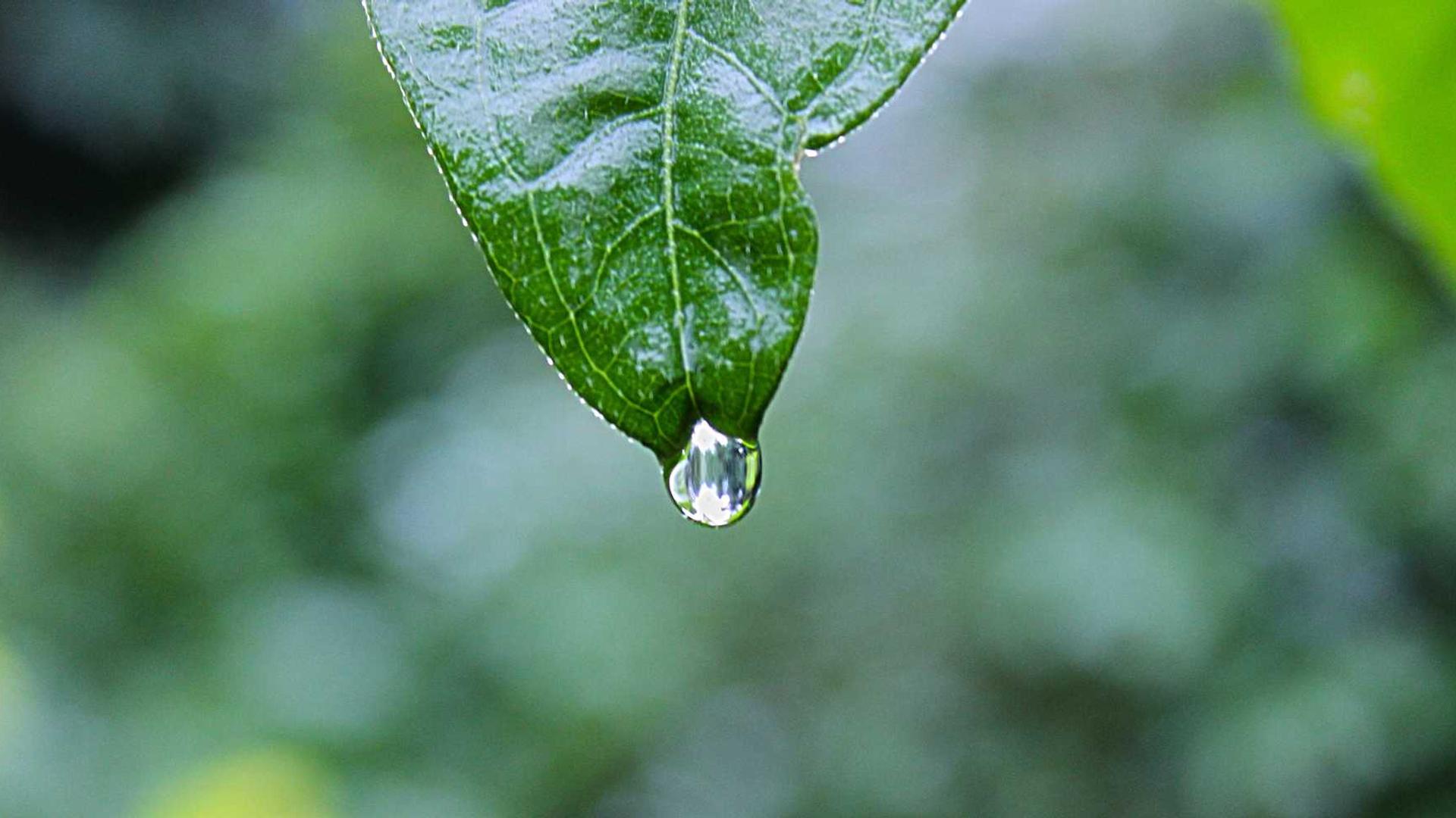 Random image from Lorem Picsum