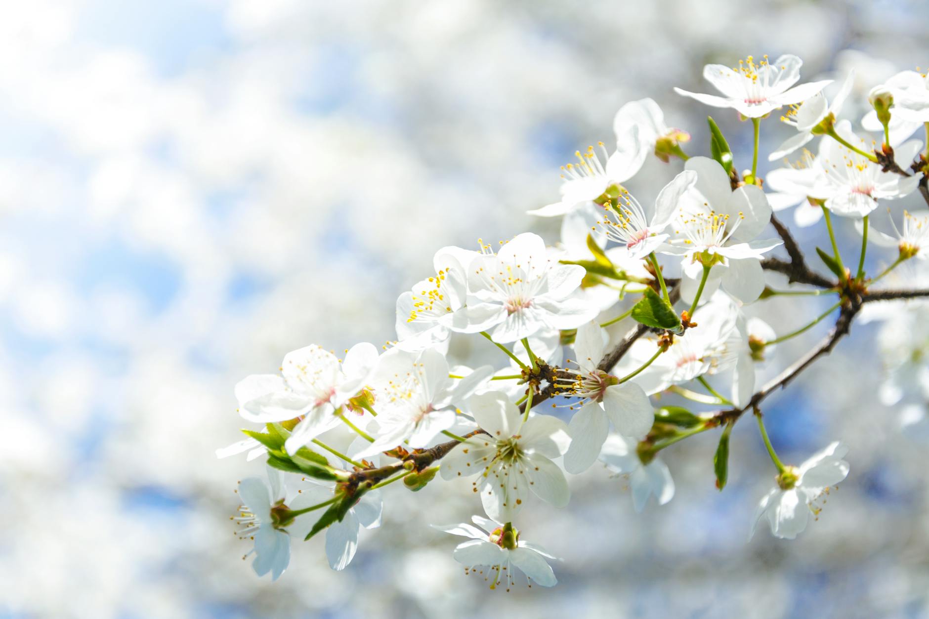 Delicate white cherry blossoms in full bloom against a bright spring sky.