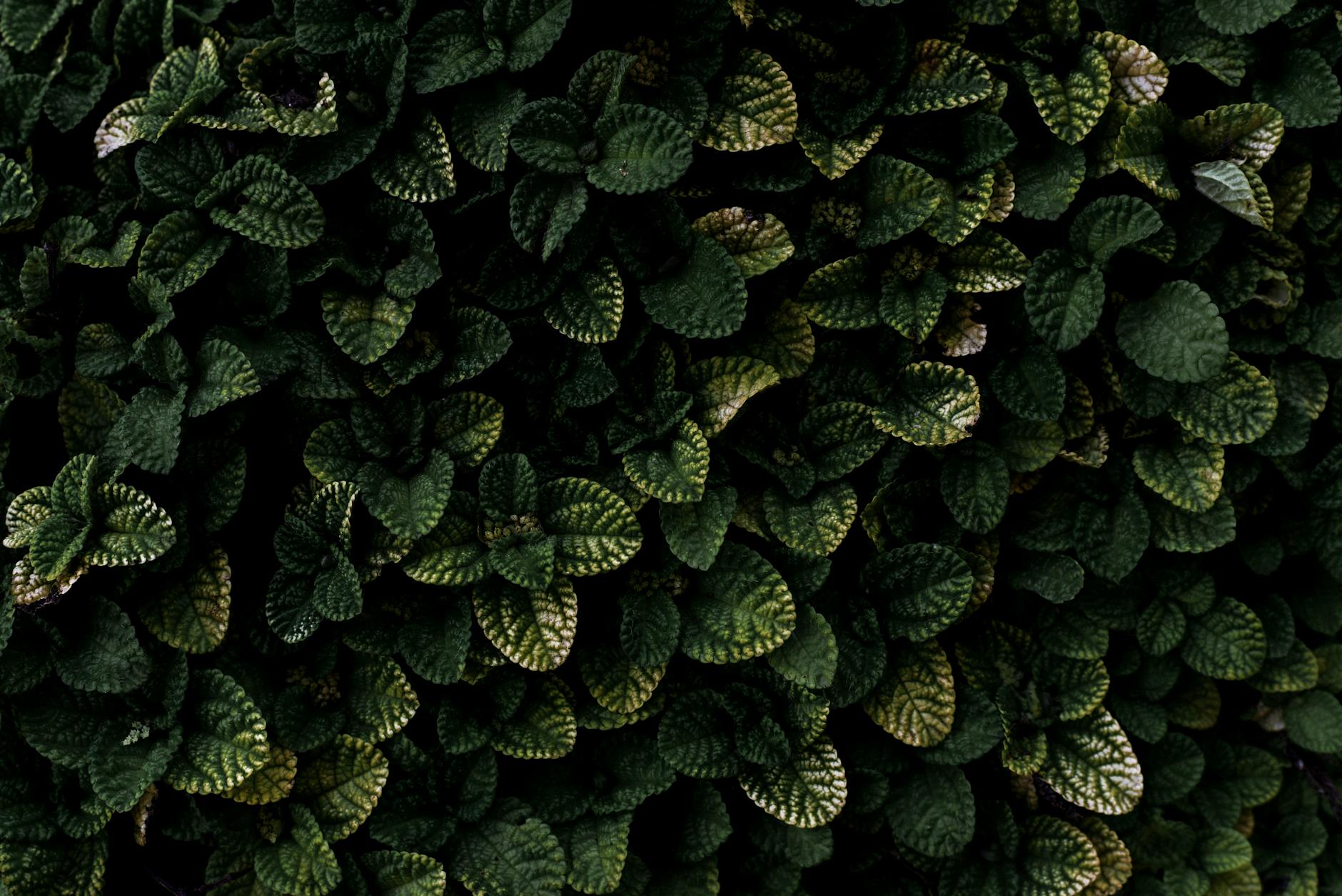 A vibrant close-up of dense foliage showcasing intricate leaf patterns and textures.