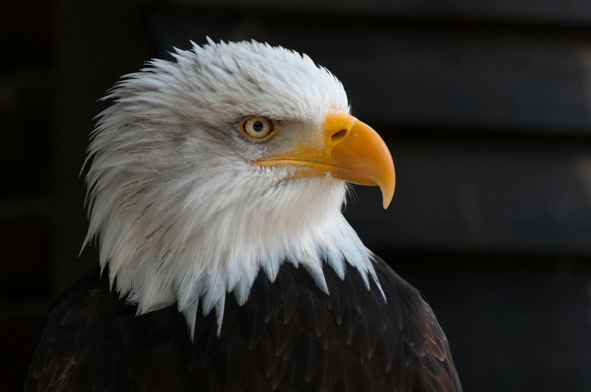 Detailed portrait of a bald eagle with striking plumage and piercing eyes.