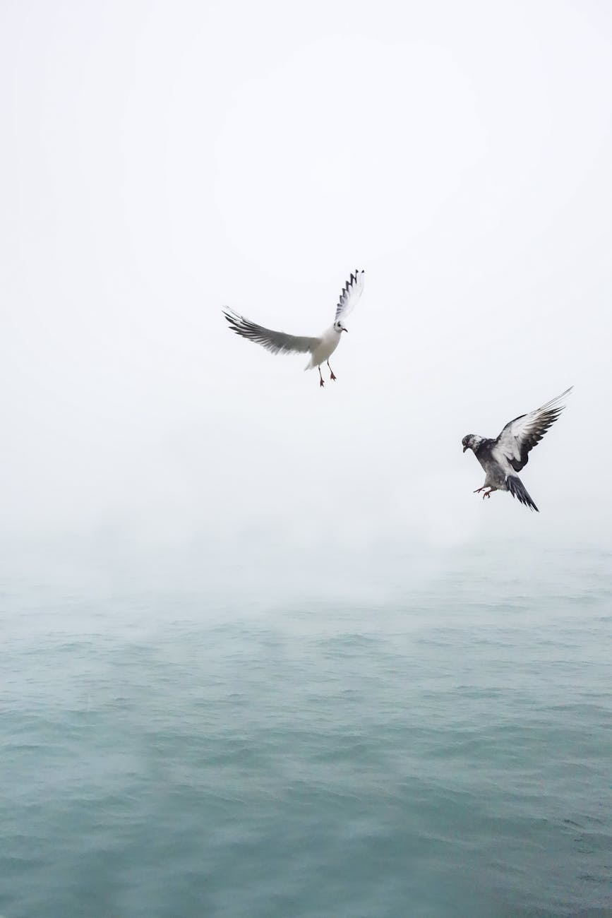 Two seagulls gracefully flying over the calm, misty ocean, symbolizing freedom and tranquility.
