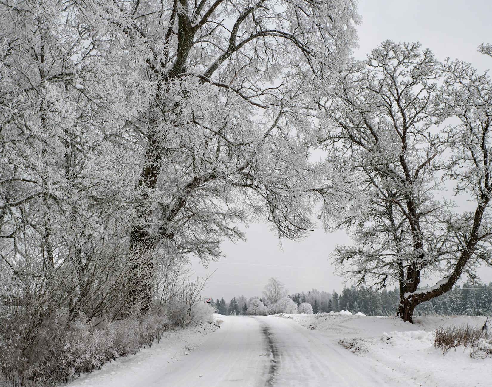 Serene winter landscape featuring a snowy rural road surrounded by frosty trees in Harju County, Estonia.