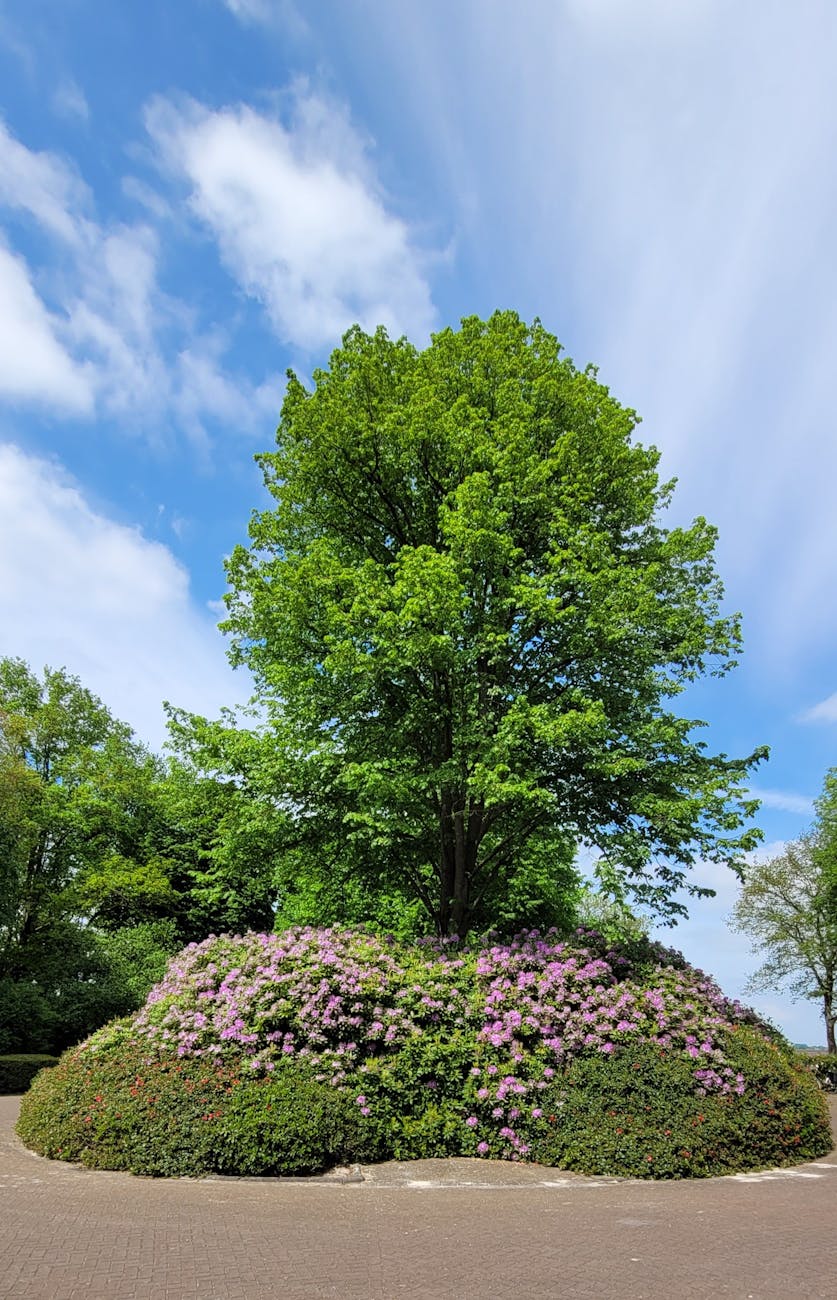 A majestic tree surrounded by vivid purple blooms and lush greenery, set against a clear blue sky.