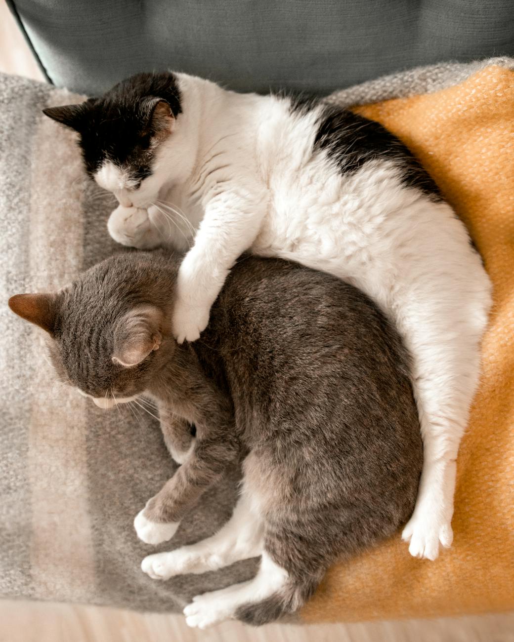 Two cats cuddling on a cozy blanket, showcasing warmth and friendship.