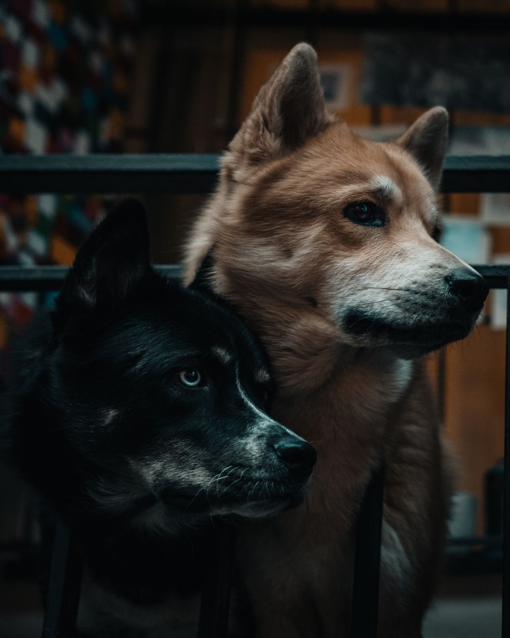 Intimate close-up of two beautifully groomed dogs in a vibrant Istanbul street scene.