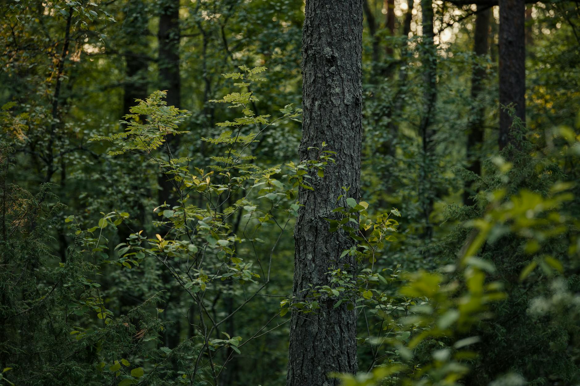 Capture of lush green woodland showcasing dense foliage and forest tranquility in natural light.