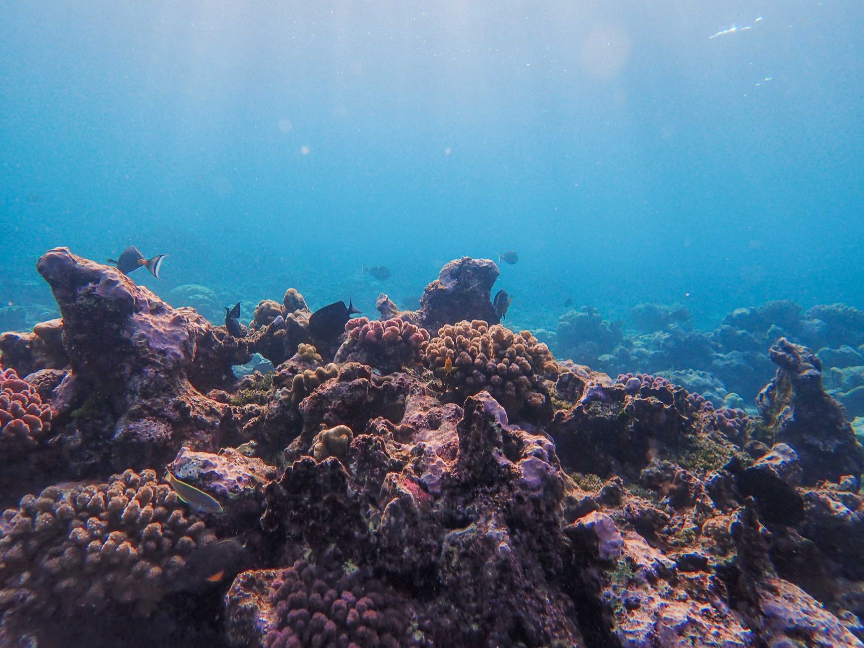 Discover the vibrant colors of a tropical coral reef underwater, teeming with marine life.