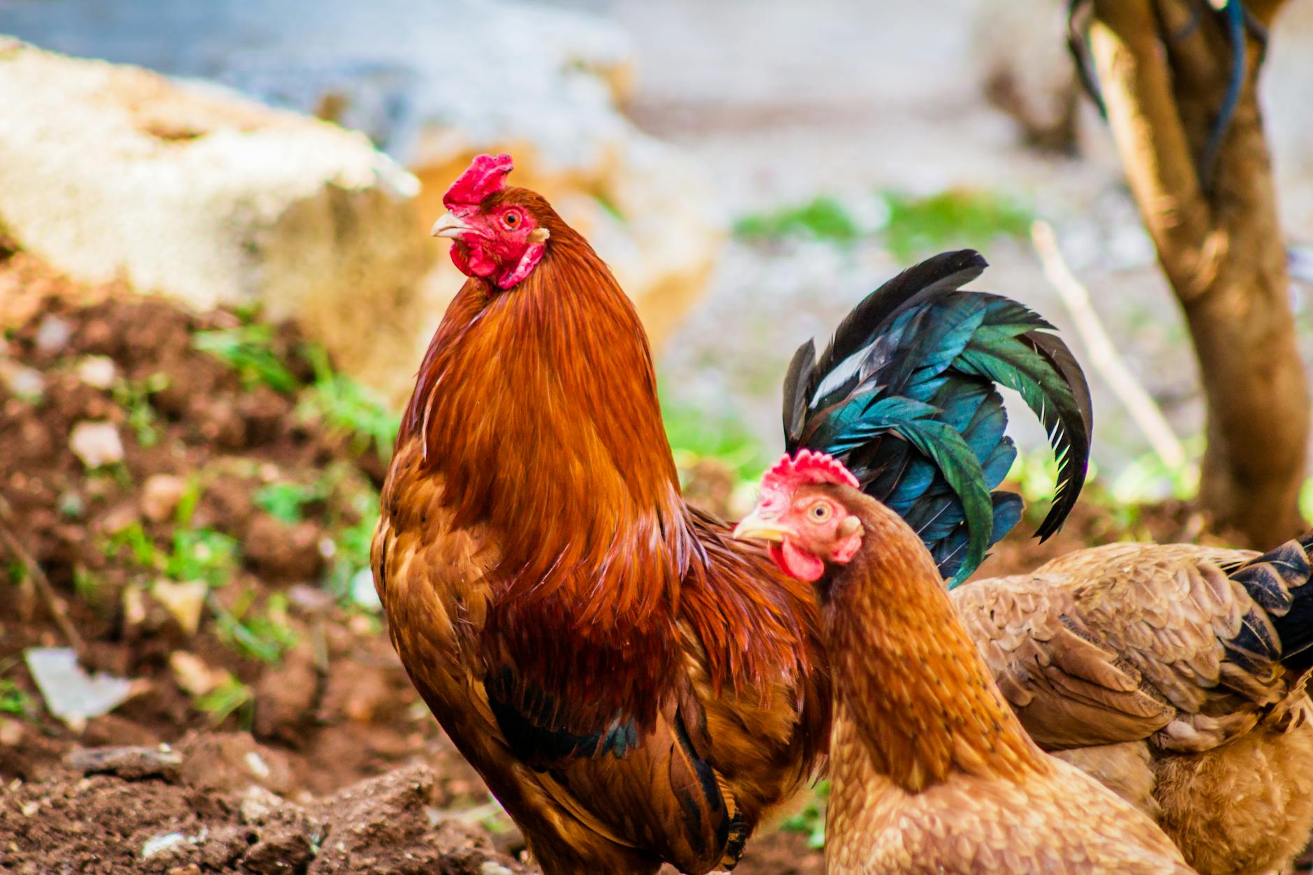 Colorful rooster and hen captured in a rural setting, Aaqrabâte, Syria.