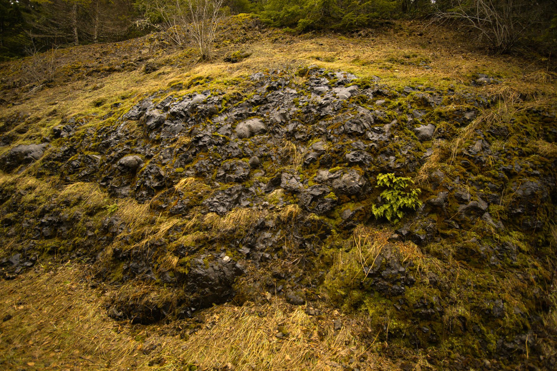 Lush moss and sparse grass cover a rocky hillside, creating a natural textured landscape.
