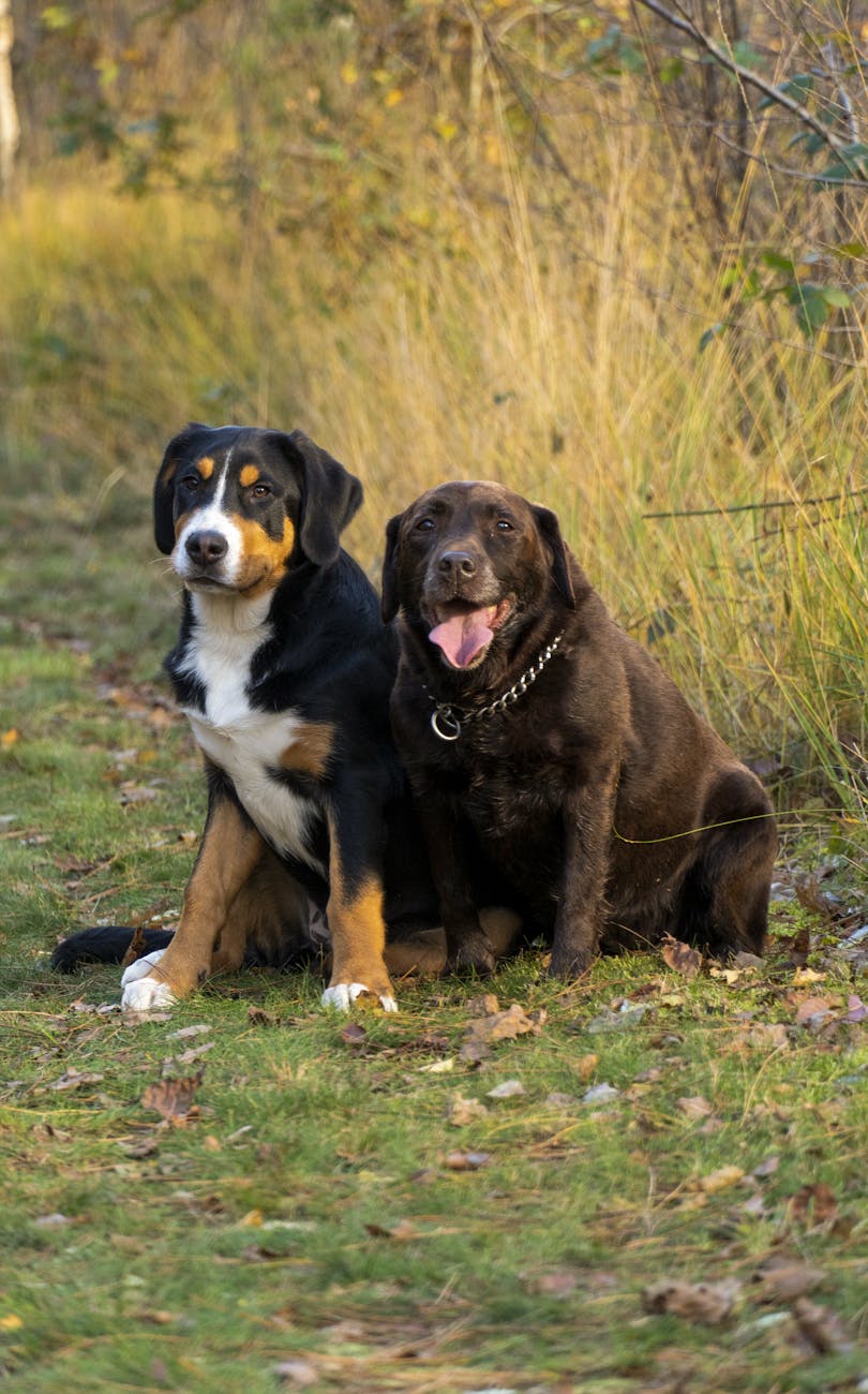 Two dogs, a Bernese Mountain Dog and a Labrador, sitting on a grassy path surrounded by autumn leaves.