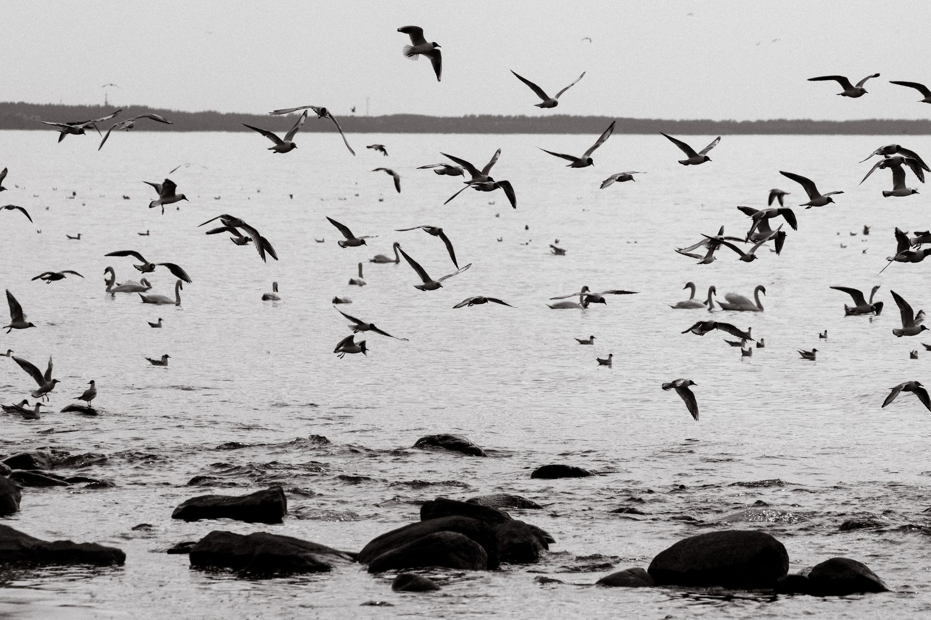 A serene scene of seagulls and swans at Saulkrastu Novads coast with rocky beach.