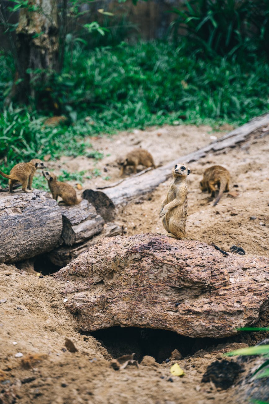 Group of meerkats in a sandy, natural setting exhibiting typical behavior.
