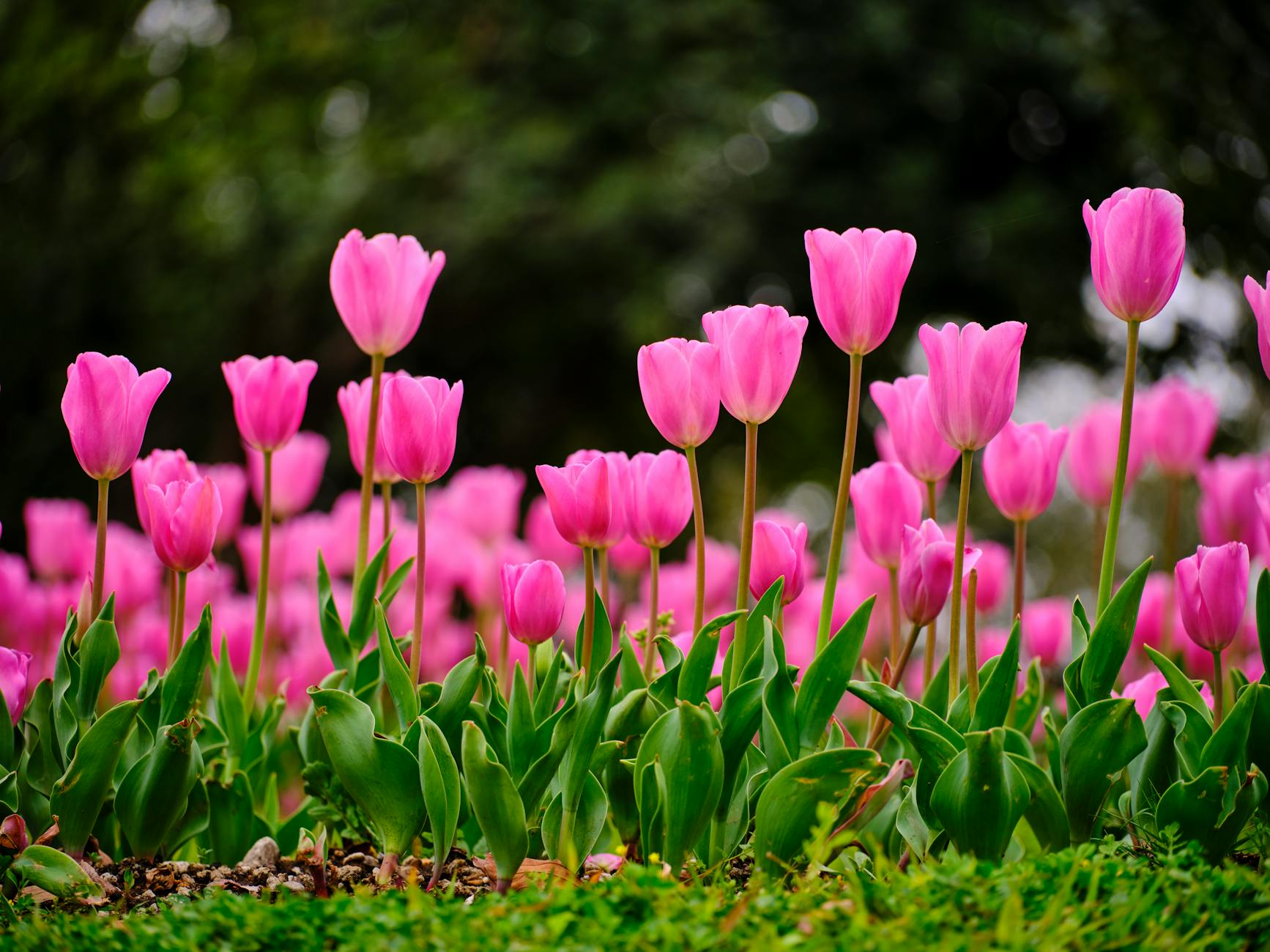 A captivating close-up of pink tulips in full bloom during springtime.
