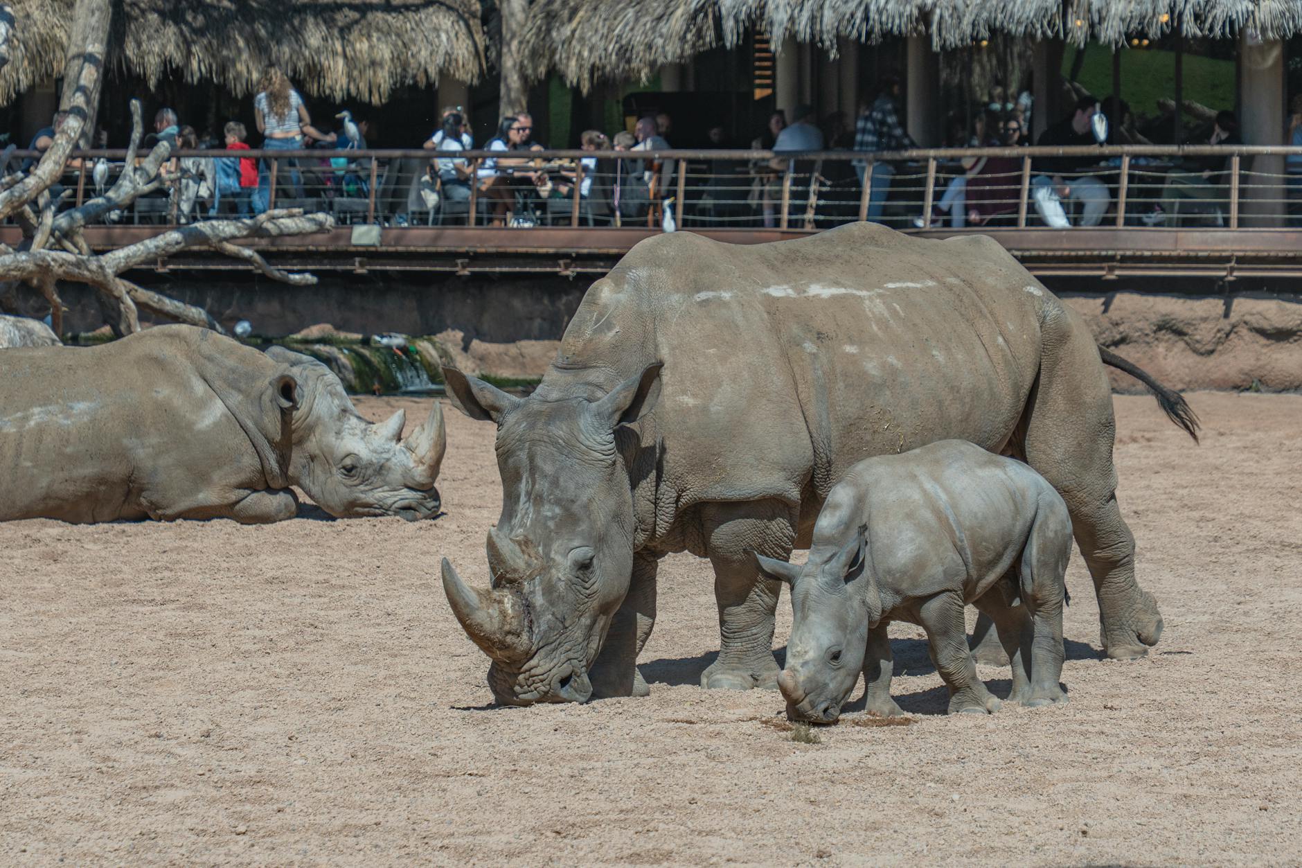A family of rhinos grazing in a sunny enclosure at a zoo in Valencia, Spain. Visitors observe from a distance.