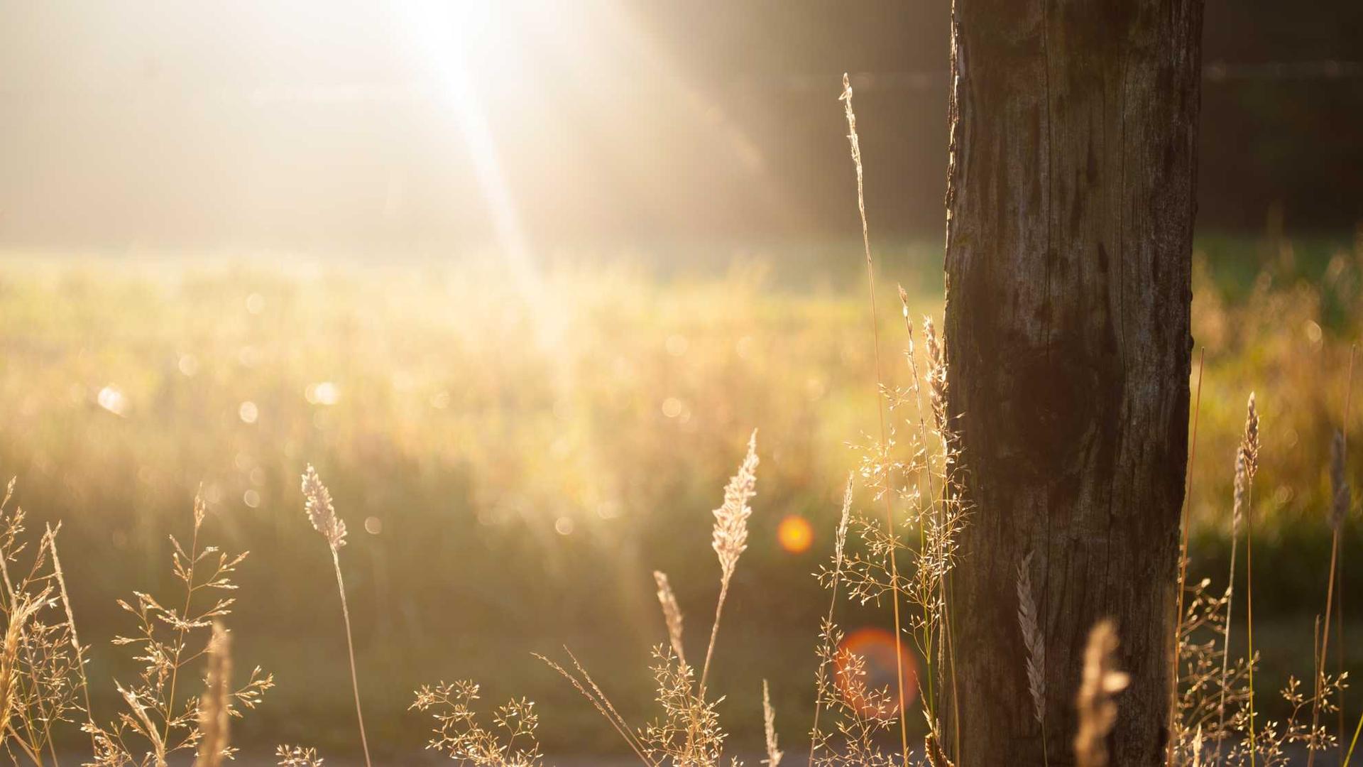 Random image from Lorem Picsum