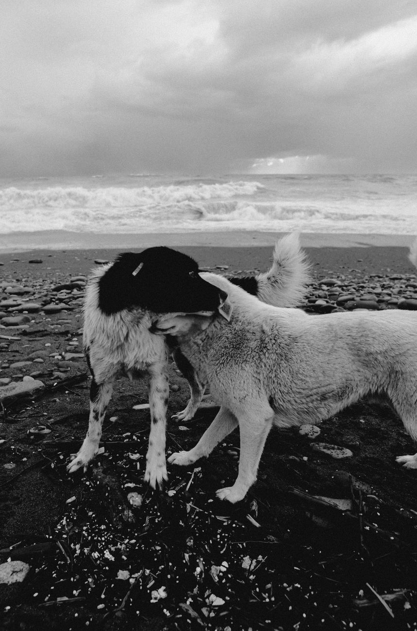 Two dogs playing on a stormy Batumi beach in a monochrome setting.