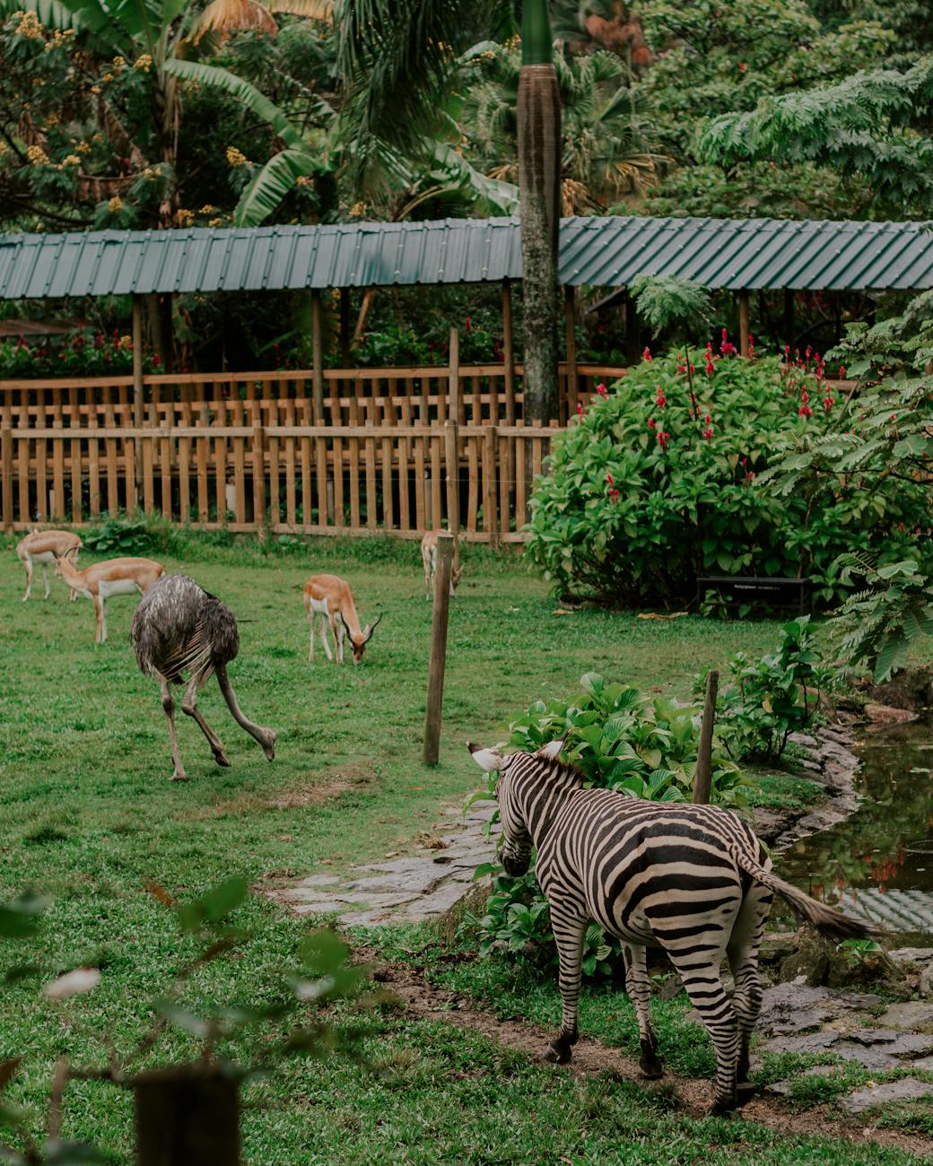 A serene zoo scene featuring zebras, ostriches, and antelopes in a lush, green enclosure.