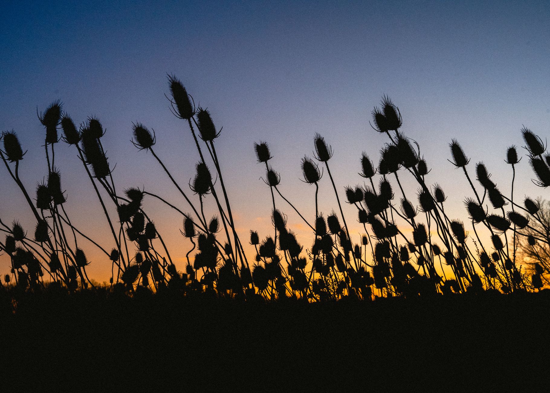 Silhouette of thistle plants against a vibrant sunset sky, featuring dark silhouettes and a colorful gradient background.