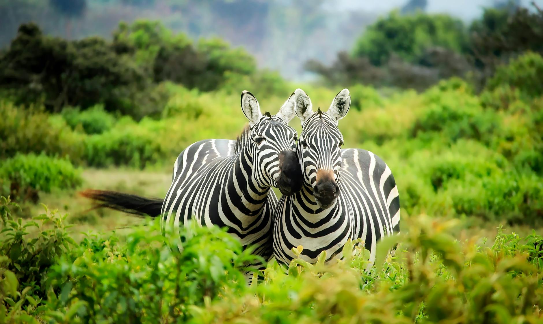 Two zebras in vibrant greenery showcasing African wildlife in their natural habitat.