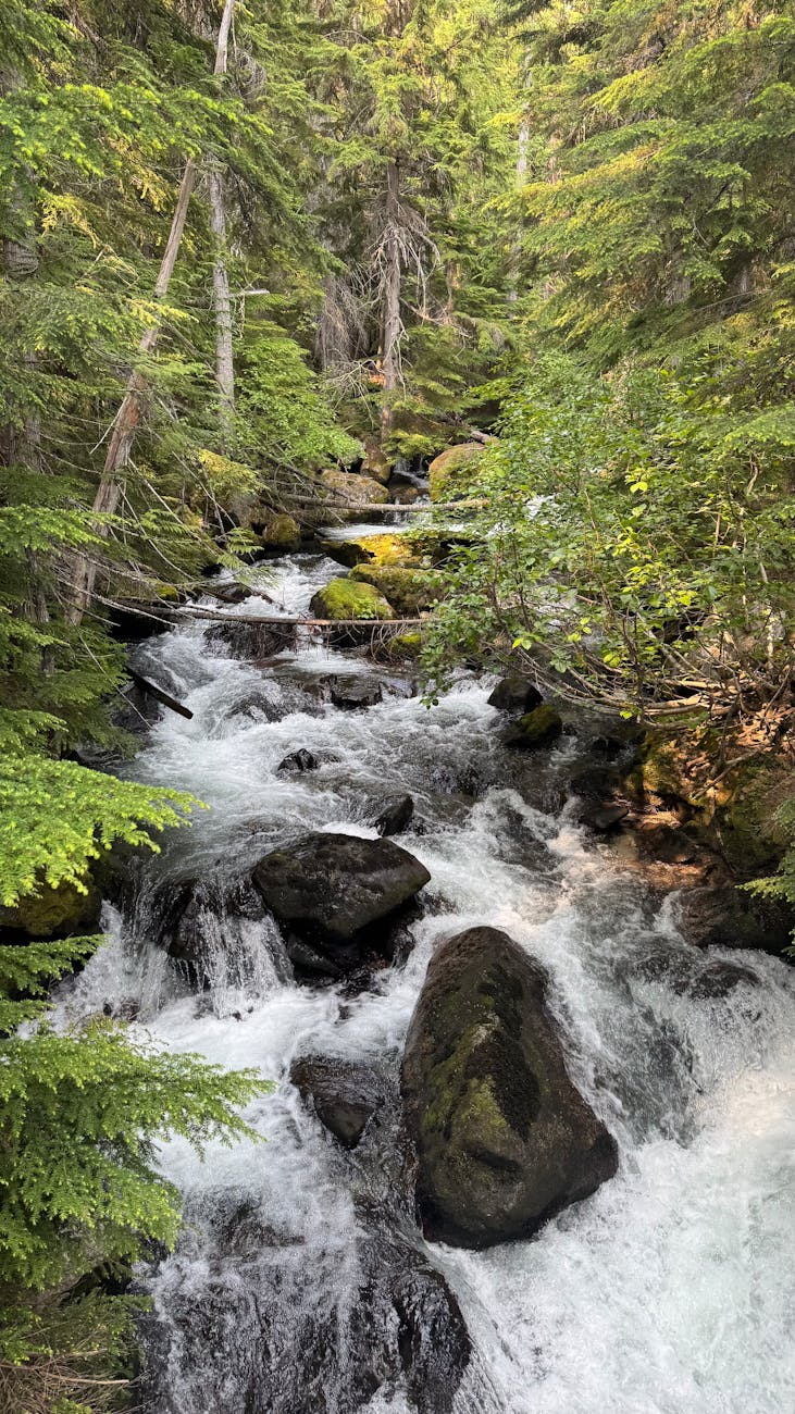 Beautiful stream in lush forest setting, showcasing natural beauty and tranquility.