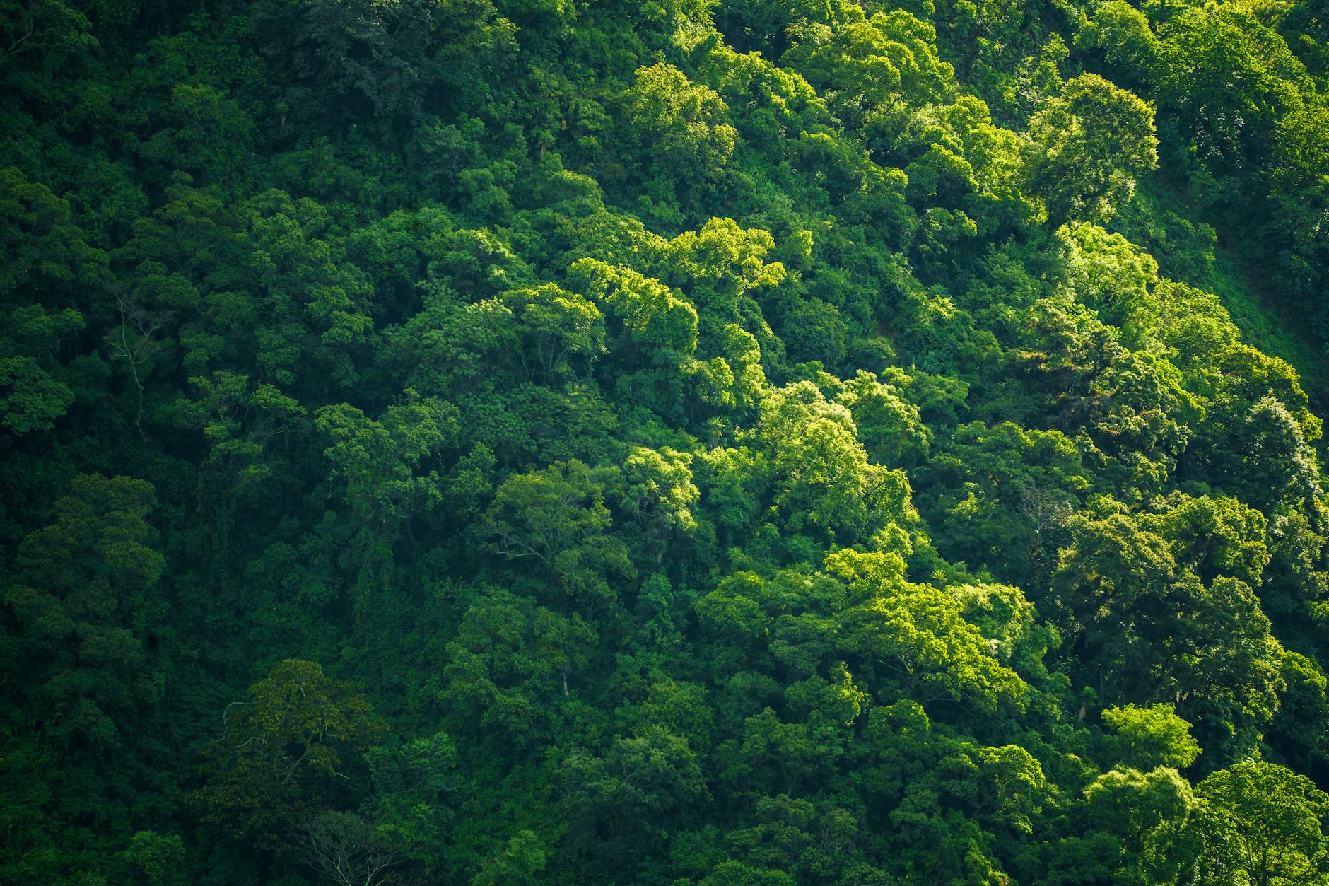 Aerial view of a dense, vibrant green forest canopy bathed in sunlight, showcasing nature's beauty.