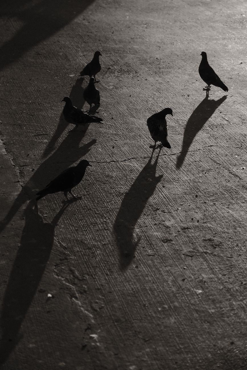 Black and white image of pigeons creating dramatic shadows on the ground.
