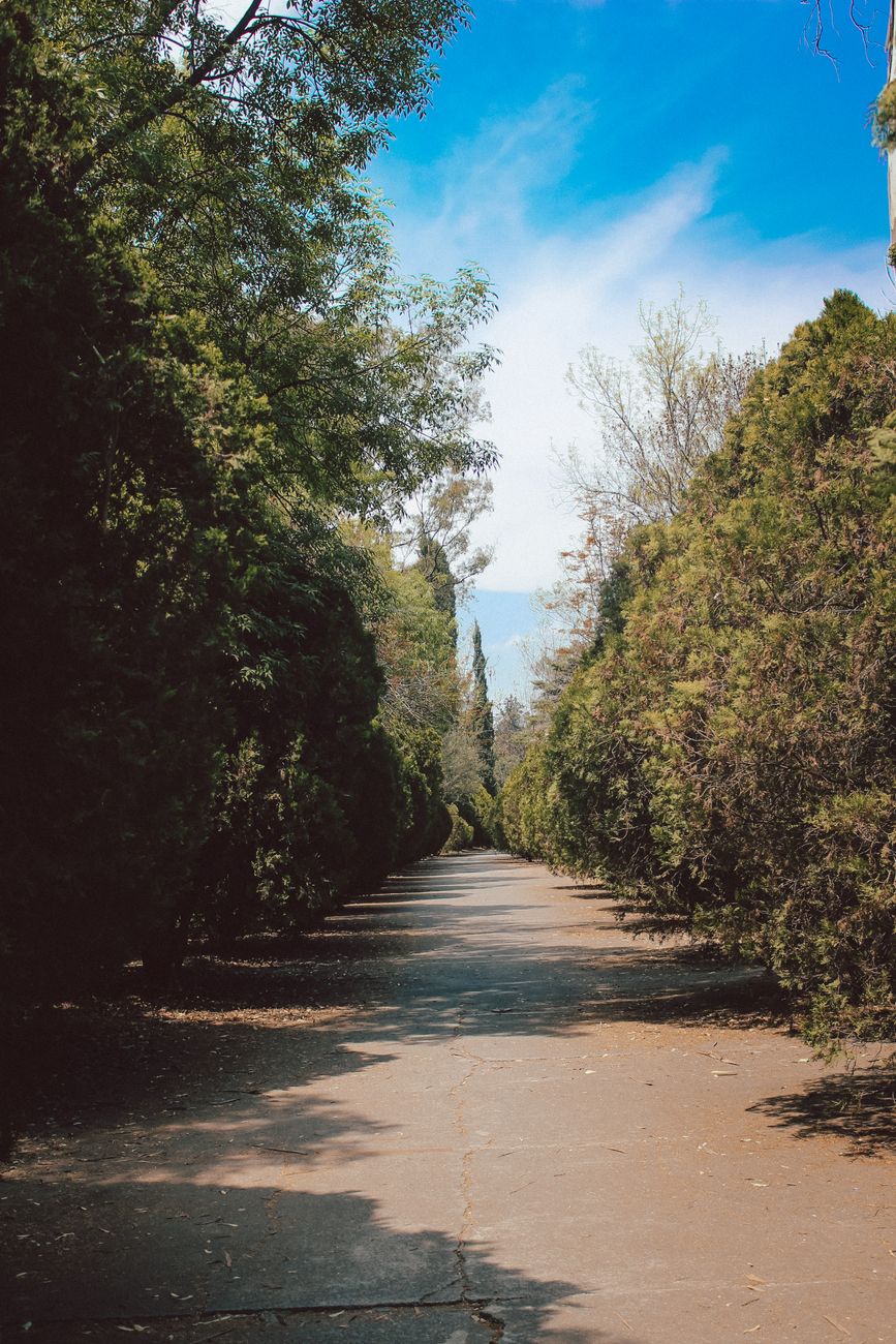 Tranquil summer scene of a tree-lined pathway under a clear blue sky.