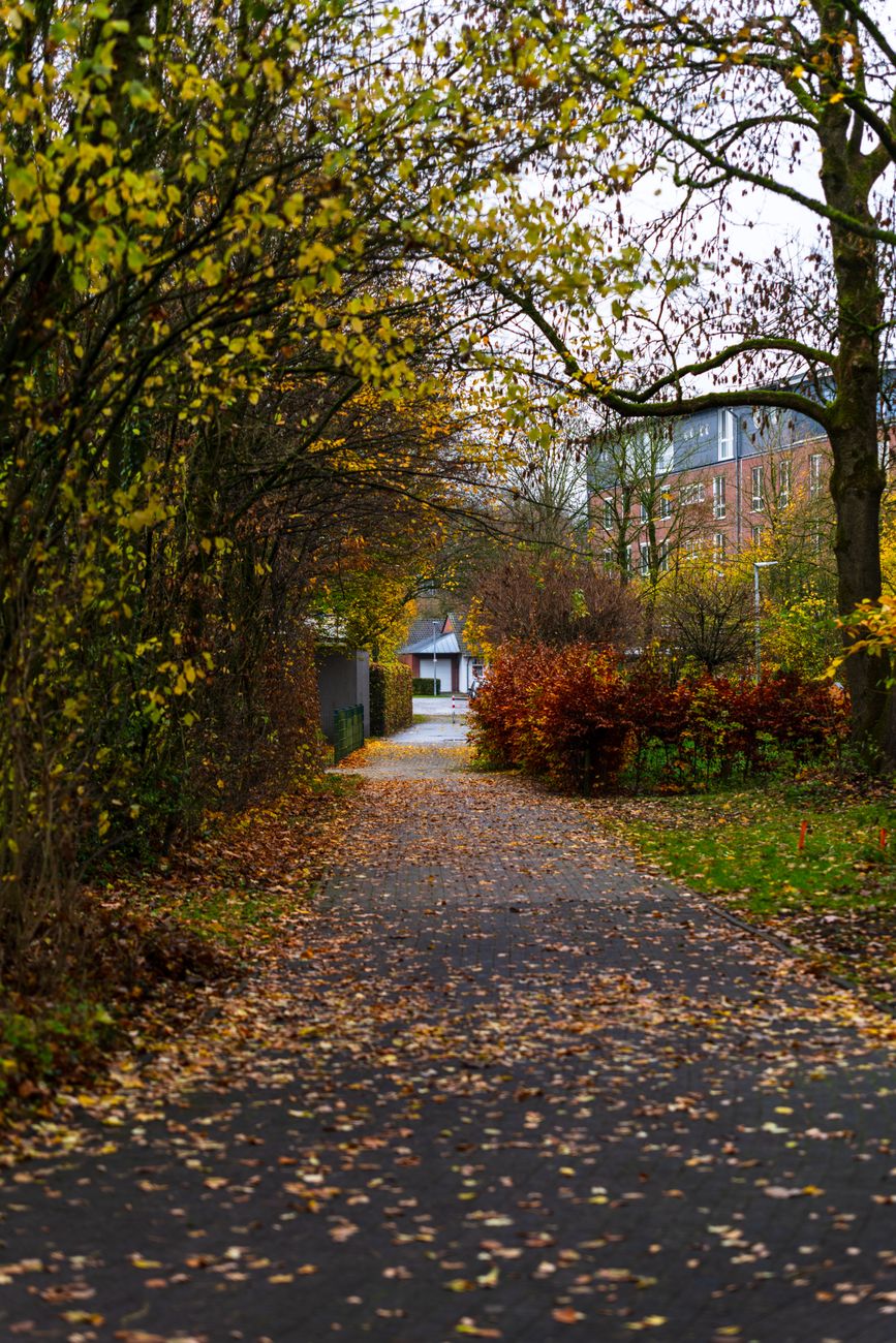 A peaceful outdoor walkway surrounded by vibrant fall foliage, perfect for autumn strolls.