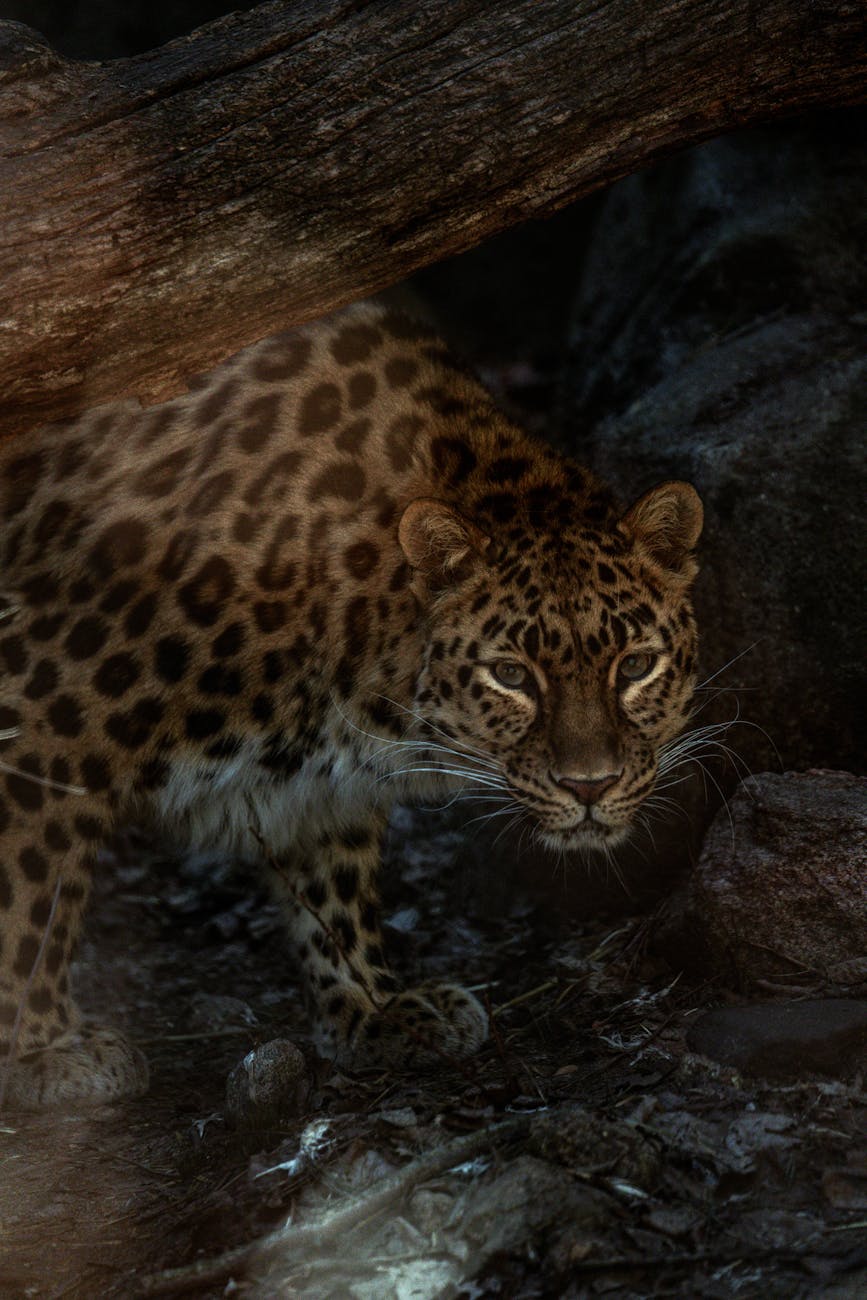 A captivating image of a leopard amidst dark forest shadows, showcasing its natural beauty.