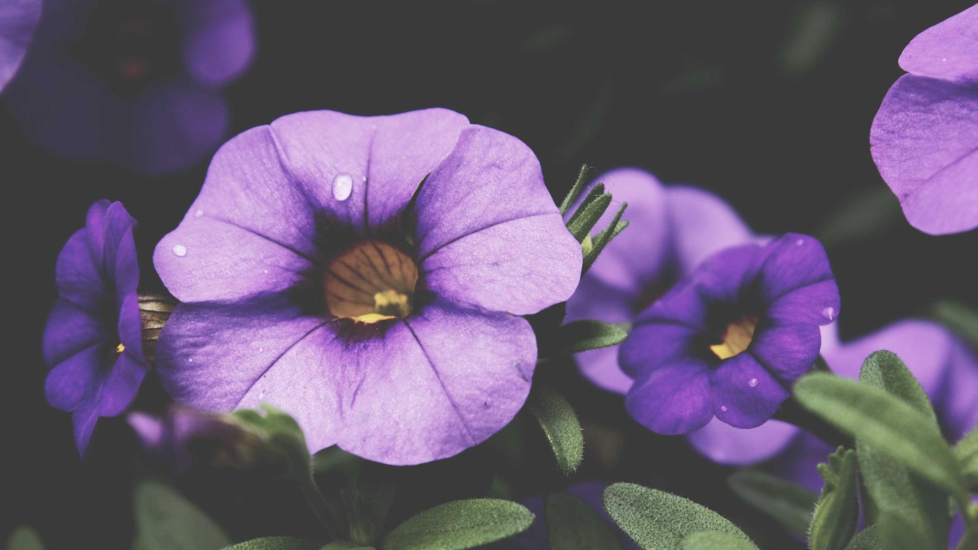 Random image from Lorem Picsum