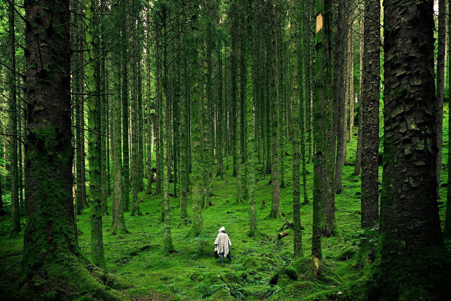 A solitary person walking in a lush, green forest with tall trees.