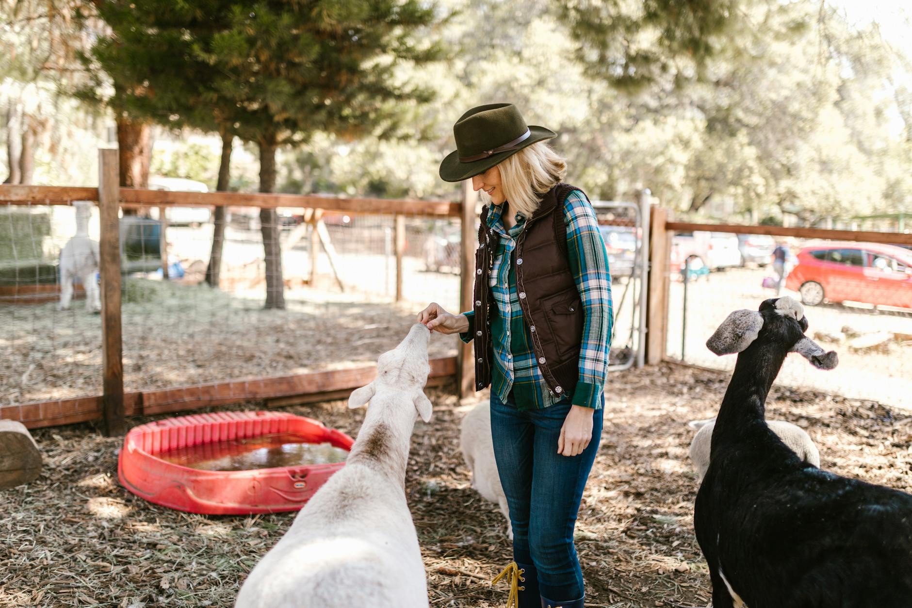 A woman with a hat feeding goats on a sunny farm day.