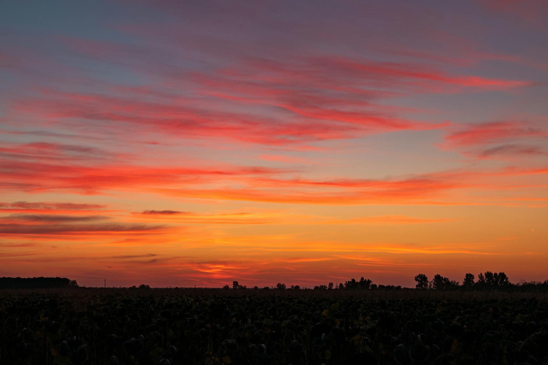 A breathtaking sunset with vivid colors casting over a serene field and silhouetted trees.