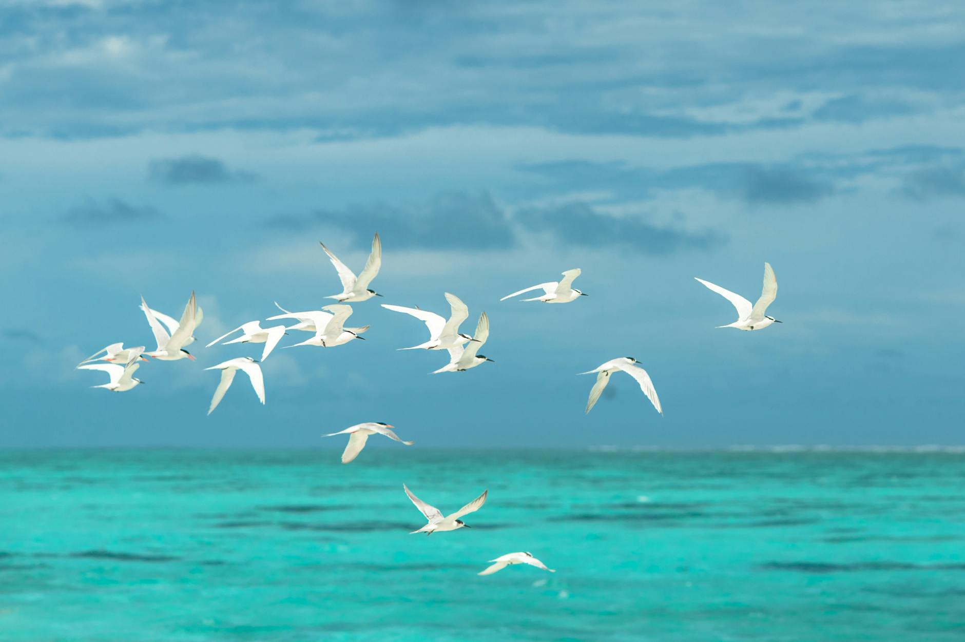 A graceful flight of seagulls over the vibrant turquoise waters of the Maldives, showcasing nature's beauty.
